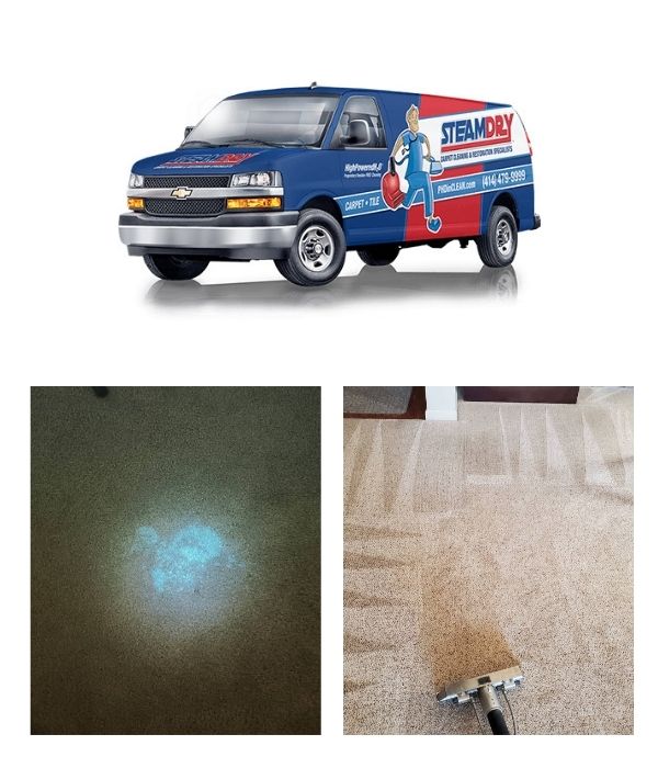 Pet Urine Odor Removal Process Jackson Wi